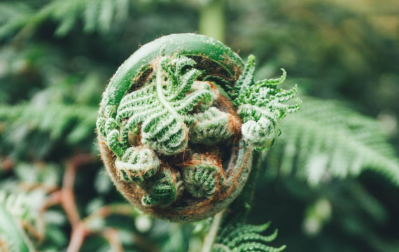 fern-koru-min